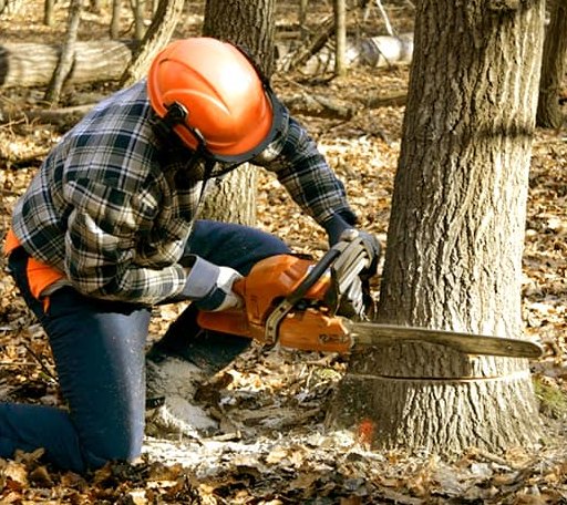 Tree Removal in Chapman, KS